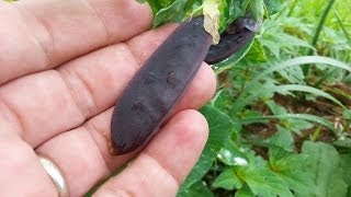 I decided to grow some of these strange purple colored peas i bought from baker creek last year. They look AMAZING!!!! I also talk 