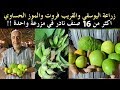 اليوسفي والموز الحساوي ! فواكه نادرة في مزرعة بالاحساء