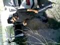 Clipe Ye Bos Bede Mohamad And Sirish 2 Clipe Ye Bos Bede Mohamad And Sirish 2