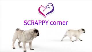 Mobile Application Development Project | Android Studio | Scrappy Dog Care App screenshot 4