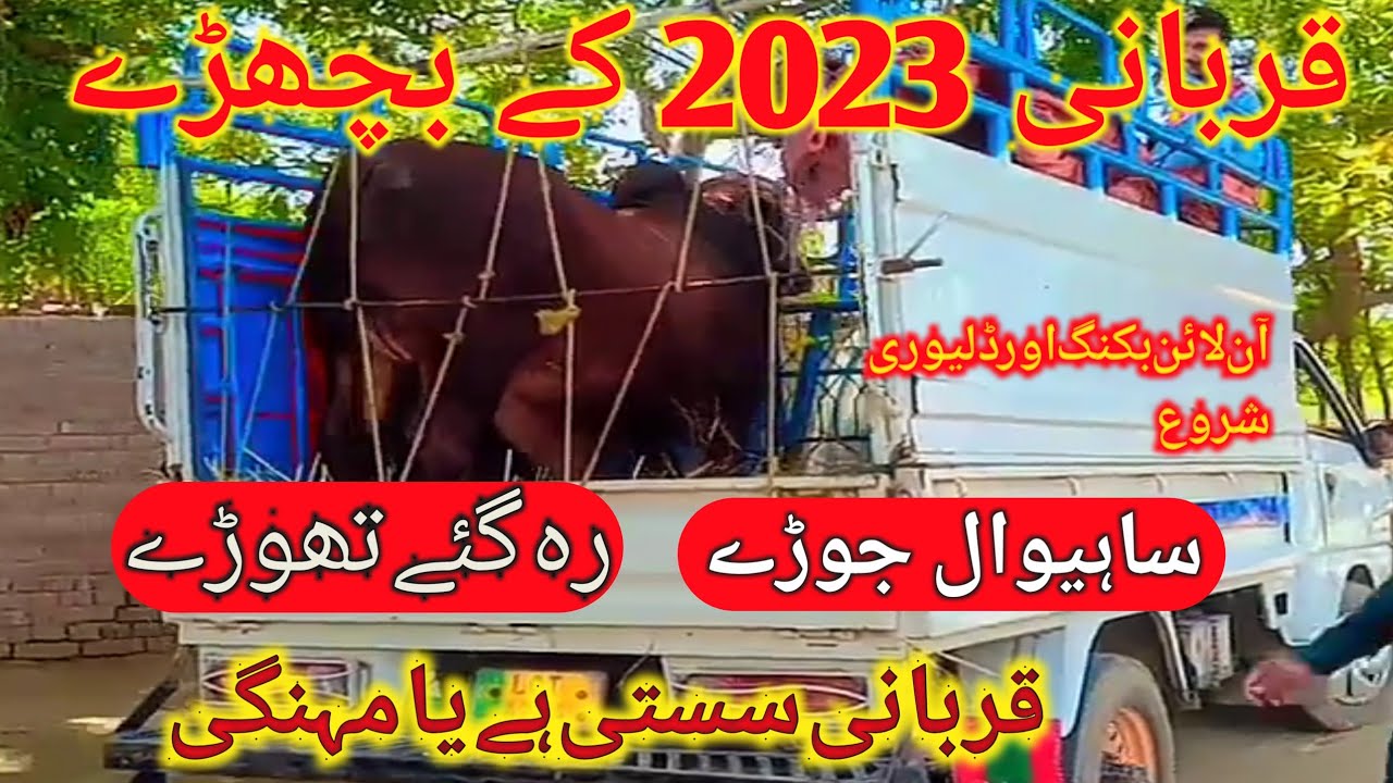 How Many Sold Out Sacrifice Animals Qurbani Key Kitny Janwer Sale Ho how-many-sold-out-sacrifice-animals-qurbani-key-kitny-janwer-sale-ho