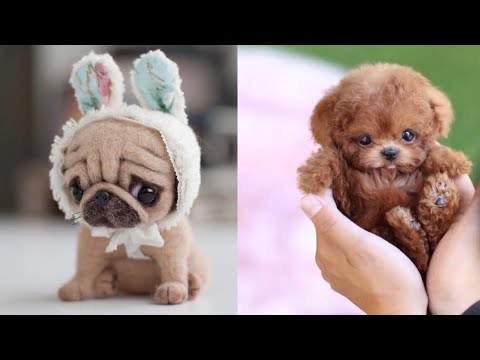 Cute Teacup Puppies Doing Funny Things 2021 || Funny and Cute Dogs ...