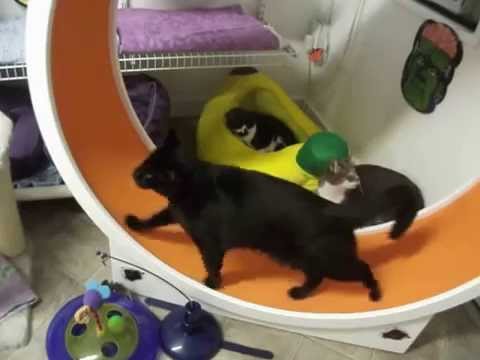 special needs animals for adoption near me Stevie and the wheel