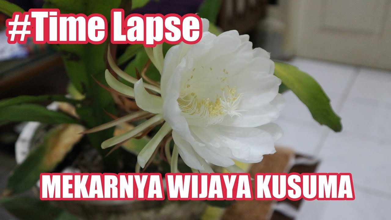 Bunga Wijaya Kusuma Mekar Video Time Lapse 