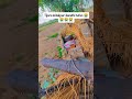 milakpur Aandhi tufan 😭😭 subscribe 🤣🤣🤣