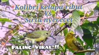 Suara Pikat Kolibri Kelapa Ribut Vs Sirtu Paling Viral