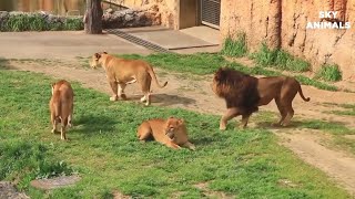 Amazing Wild Animals Attacks   Wild Animal Fights Caught On Camera   Wild Animals Ultimate Fights