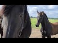 The horses escaped! What's that scary thing in the stable? Friesian Horses