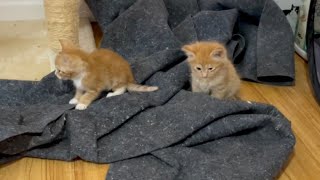 Cute 30 Rock Kittens - Video clean out by Community Cats 583 views 10 months ago 14 minutes, 16 seconds