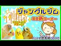 先住のインコと犬、お迎え予定のシロハラインコ、大型インコにジャングルジムを買いました!!動物看護師のミニ新コーナー「ペットの扇風機について」
