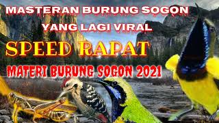 MASTERAN BURUNG SOGON // YANG LAGI VIRAL // MATERI BURUNG SOGON 2021