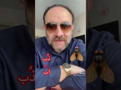 معنى الذباب