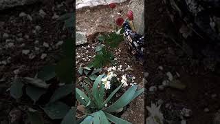 Niye Bir Kere Rüyama Gelmiyorsun Ana