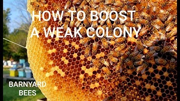 How To Boost Up A Weak Colony Before Winter