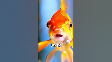 Myth: Goldfish have a 3 Second Memory