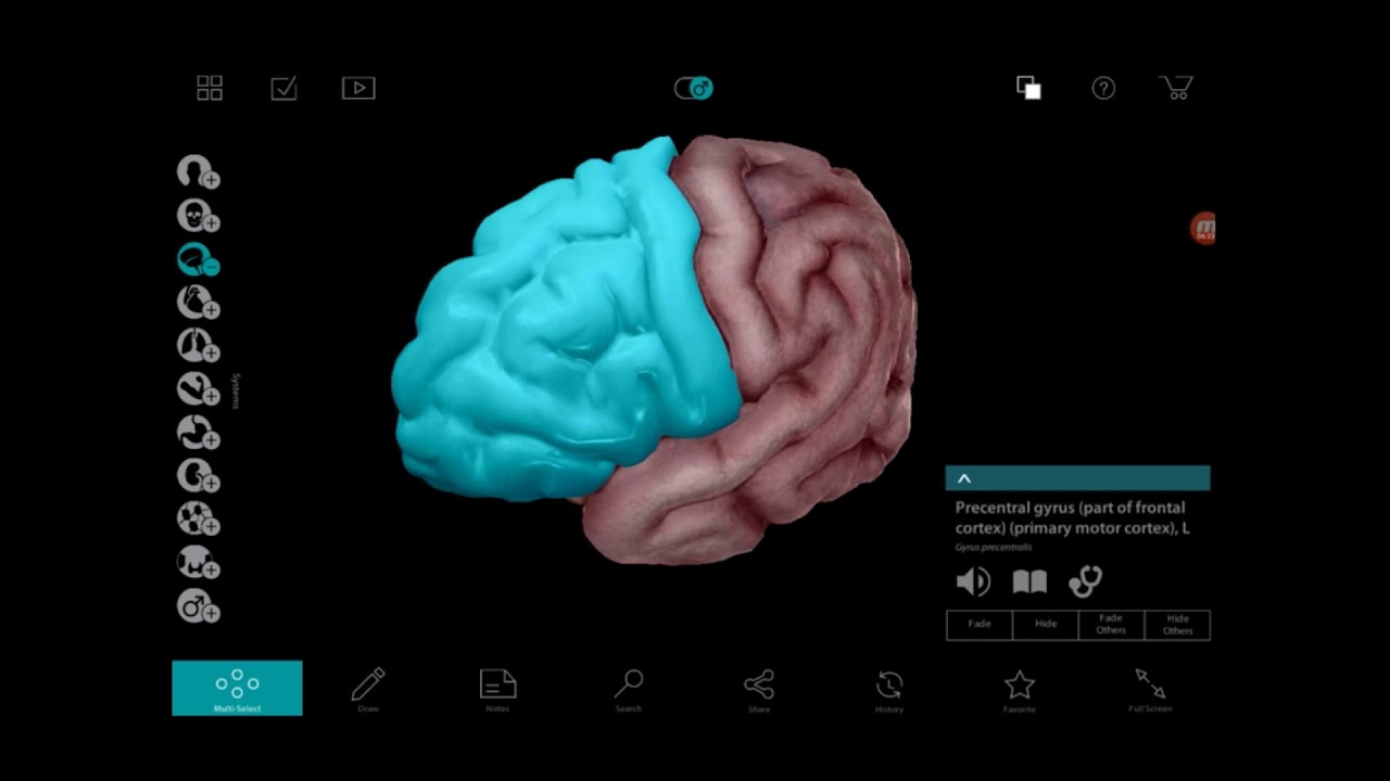 신경해부학 3-4 대뇌의 구조(3D) by learning mate - YouTube