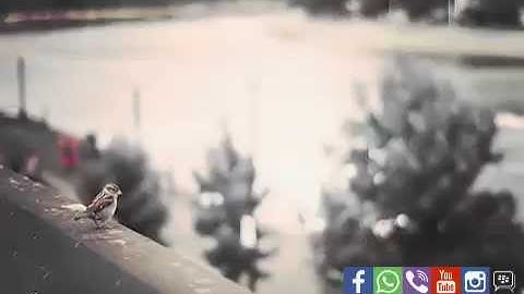 Islamic Keek | المعتصم بالله العسلي - من سورة التين