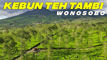 Kebun Teh Tambi, Wonosobo || Drone Video