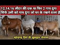 👍महेन्द्रगढ़ की खुबसूरत गौशाला 👍Top #Desi #Cows Available for genuine buyers.👍Raghupati Gaushala.👍