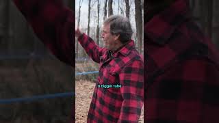 How maple syrup is actually made 🍁