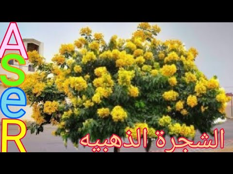 كيف يتم زراعه شجرة اكاسيا جلوكا الشجرة الذهبيه Cassia Glauca Youtube