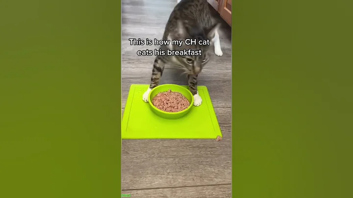 Video 11220131: funny cat talking, cats kissing funny, funny cat sleeping, cute kitten