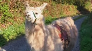 Llama Delivers Essential Items During Lockdown