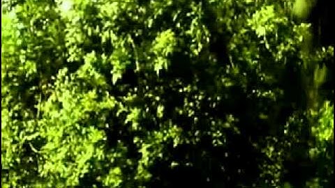 دحيم الحماد تلاوة بالردف 1431 .mp4