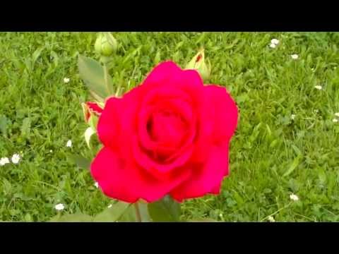 Video: Růže: Vhodný Doprovod Pro Zahradní Královnu