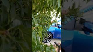 Caught This Guy Stealing Peaches Off My Tree ..