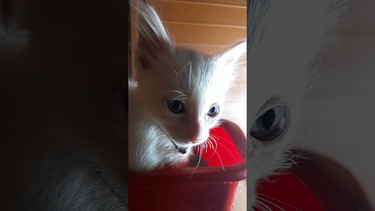 My kittens are so quiet when YouTube