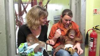 Endlich News von Rieke und Bulu Mata aus Monkey World