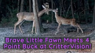 Brave Little Fawn Meets 4 Point Buck at CritterVision!