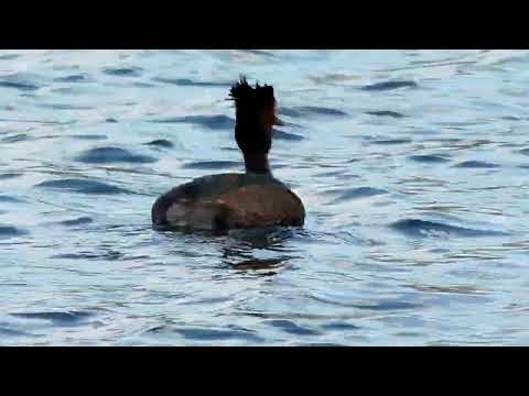 Great Crested Grebe