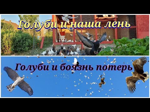 Video: Kako Bo Potekal Dan Mesta Moskva V Letu