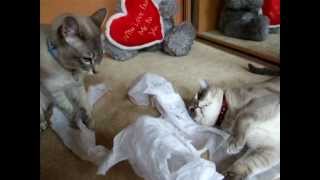 Tonkinese Cats play fighting with tissue paper by TonkineseKitty 701 views 12 years ago 3 minutes, 7 seconds