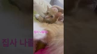 집사야 하쿠졸리다냥💤