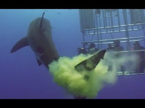 Quand les animaux pètent (se lâchent) #1