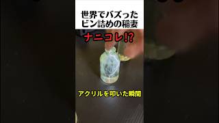 世界でバズった瓶詰めの稲妻