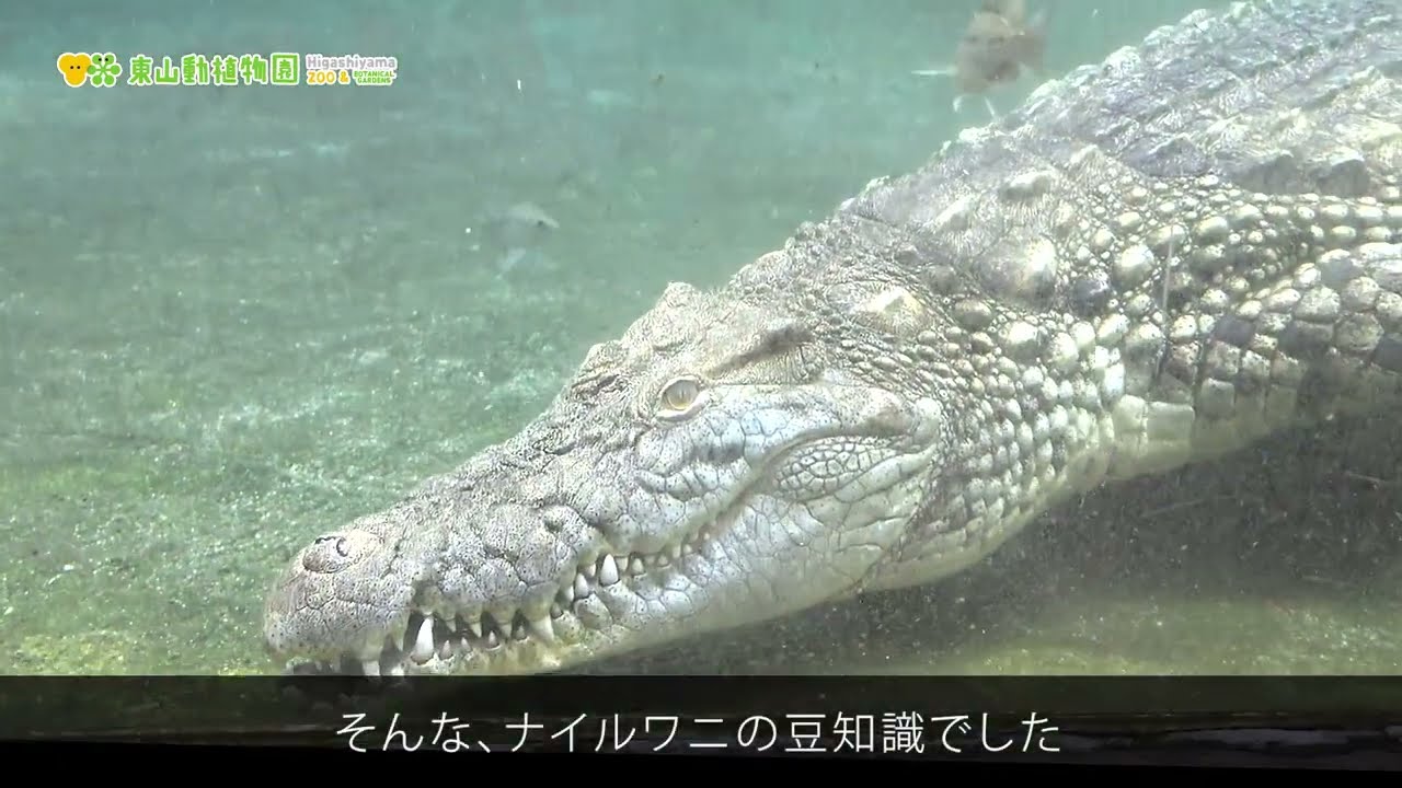 東山動植物園公式】ナイルワニの不思議《 ナイルワニ ワニ 》 - YouTube