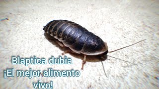 Cucarachas Blaptica dubia: ¡¡EL MEJOR ALIMENTO PARA MIS TARÁNTULAS!!