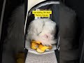 #catshorts #cat #petshorts #whitecat #deafcat #catcontent #catlife #sleepingcat #meow #catvideos
