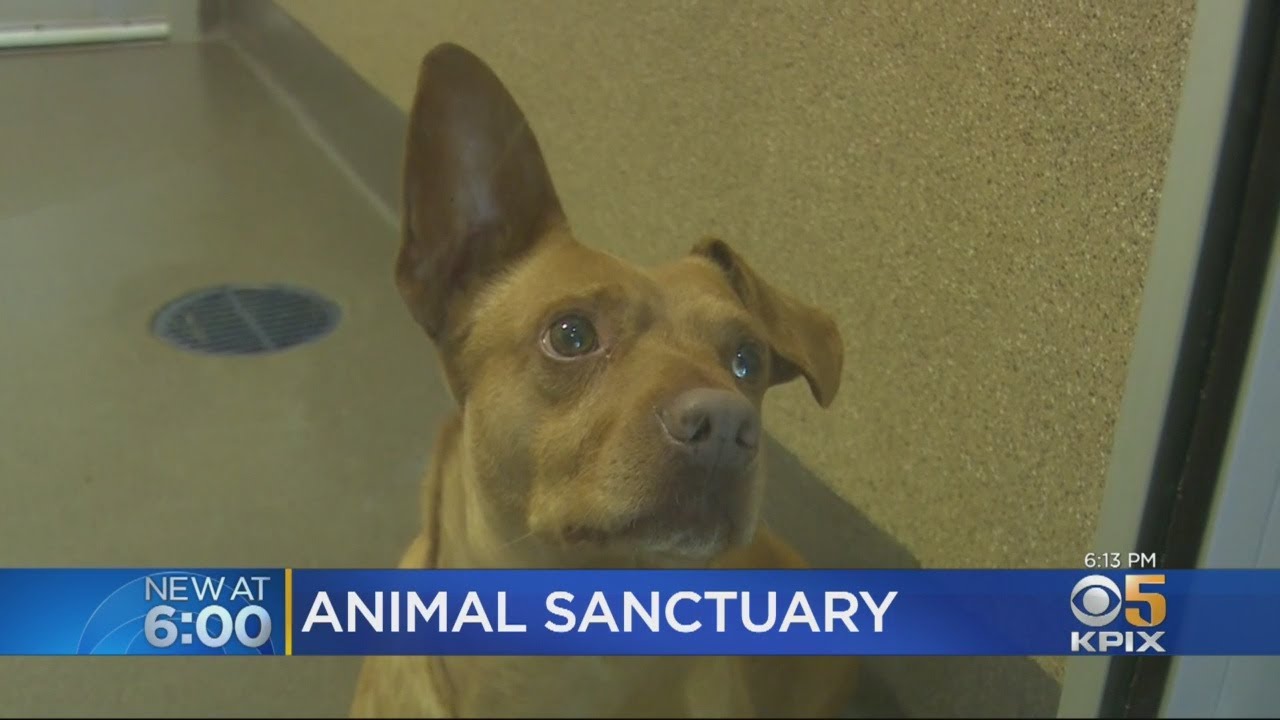 Peninsula Humane Society Buys Land To Shelter Animals That Don't Get Adopted