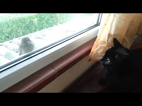 My cat tried to scare a bird this evening, she failed.