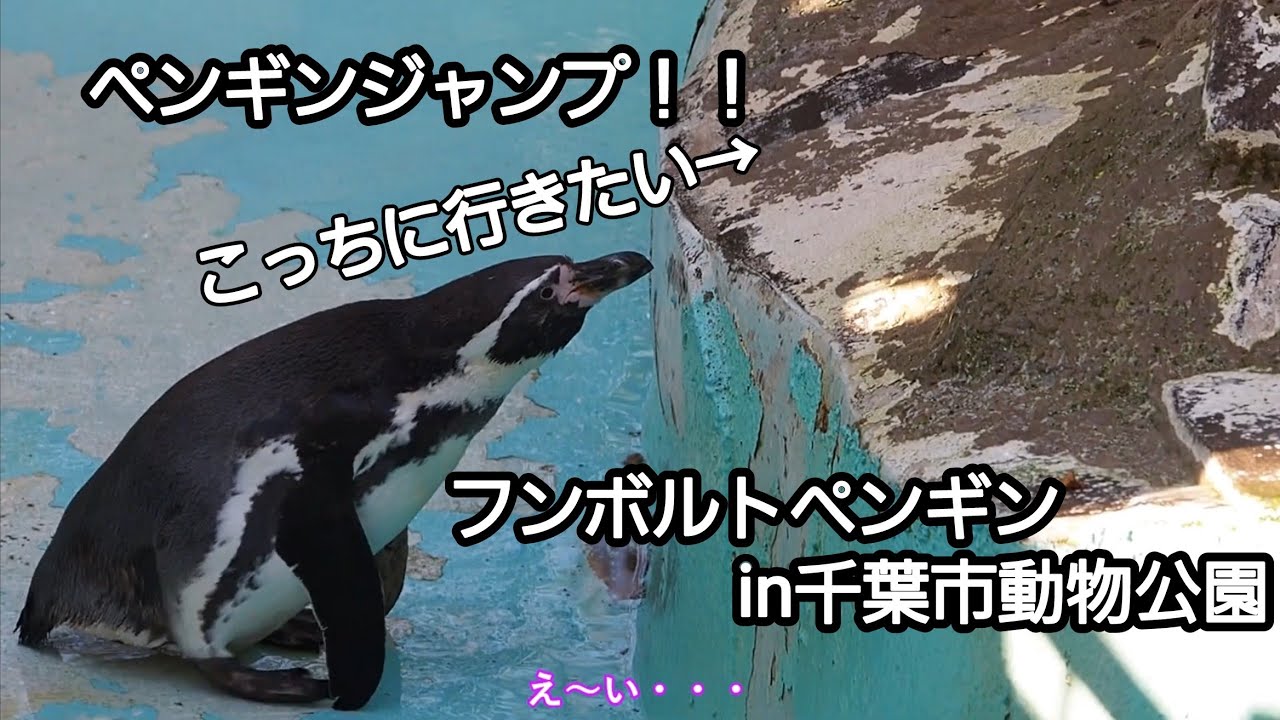 高いところに行きたいフンボルトペンギンin千葉市動物公園 Youtube