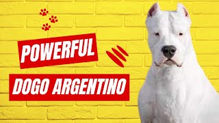 Unleashing the Power of Dogo Argentinos: A Breed Overview