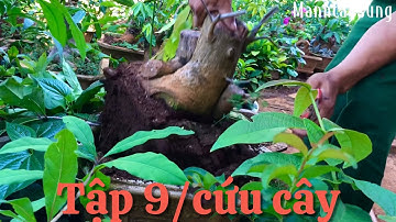 Tập9/Cứu cây Lộc vừng bị khô thần chế..t dần.bệnh thường gặp trên cây Lộc vừng