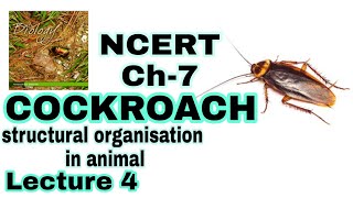 COCKROACH - Structural Organisation in Animals (Biology) Class 11 Lecture 4 for NEET/AIIMS