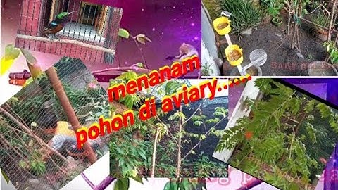 kandang aviary mini -sederhana (part 2)