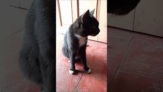 Kucing hitam putih lucu &amp; imut #cats #kucinglucu #kucingimut #kucingpintar #catvideos #satwalucu 🐈